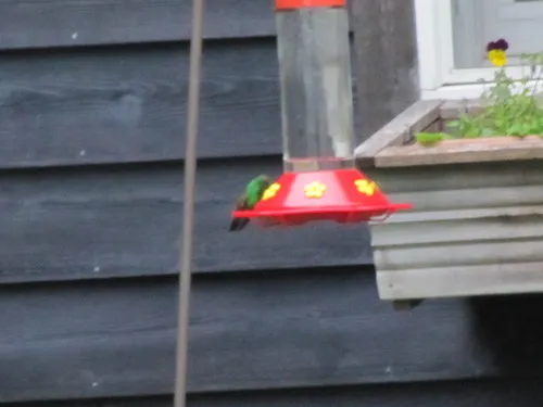 Berylline Hummingbird