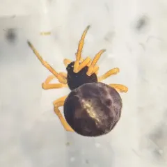 Brownblack Cobweb Weaver thumbnail 4
