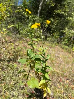 smooth hawkweed thumbnail 2