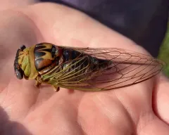 Walker's Annual Cicada thumbnail 2