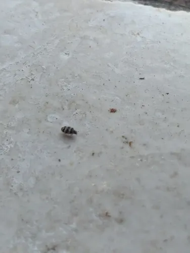Asian Carpet Beetle