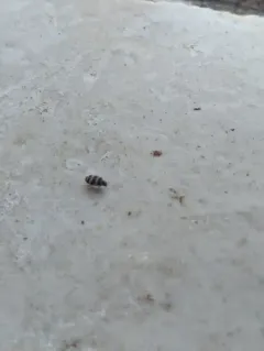 Asian Carpet Beetle thumbnail 1