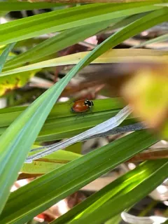 Washington's Lady Beetle thumbnail 2