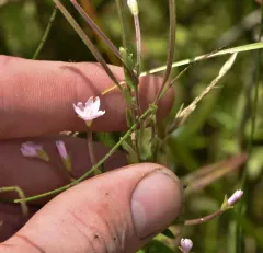 Downy willowherb thumbnail 2