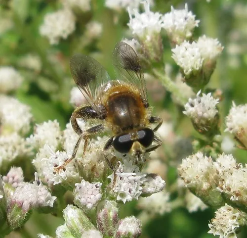 Midwestern Bee-mimic Fly