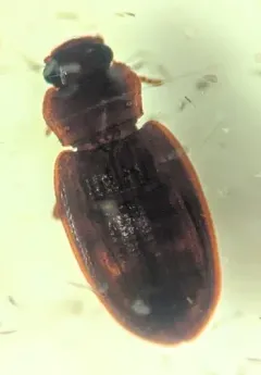 Enicmus tenuicornis thumbnail 2