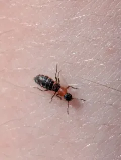 Endeodes collaris thumbnail 3