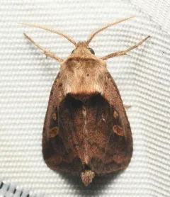 Pickerelweed Borer Moth thumbnail 2