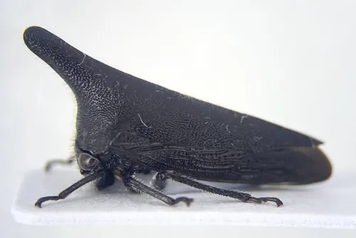 Thelia uhleri