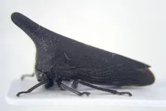 Thelia uhleri thumbnail 1