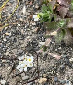 Alpine Rock-cress thumbnail 2