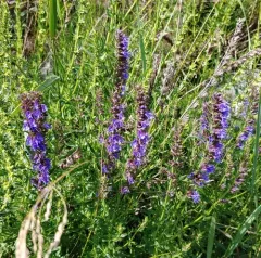 Hyssop thumbnail 4