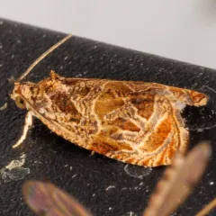 Raspberry Leafroller Moth thumbnail 2