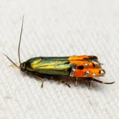 Lepidotarphius perornatella thumbnail 2