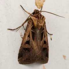 Subgothic Dart thumbnail 2