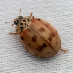 Cream-streaked Ladybird thumbnail 2