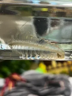 Tomopteris helgolandica thumbnail 1
