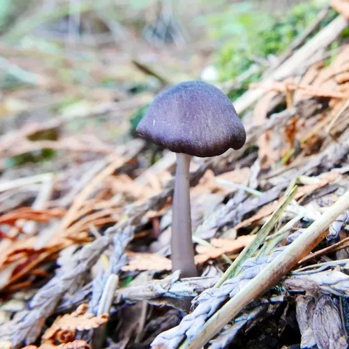 Entoloma parvum