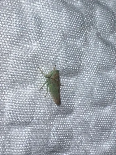 Populicerus obsoletus
