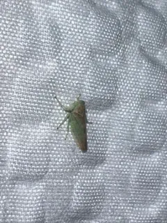 Populicerus obsoletus thumbnail 1
