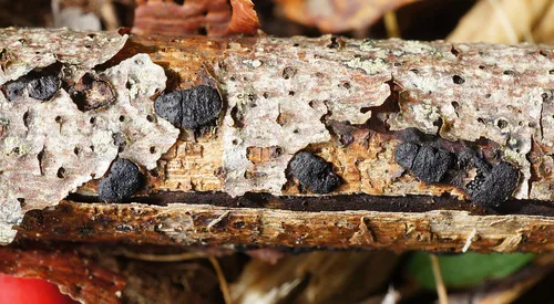 Diatrype subaffixa