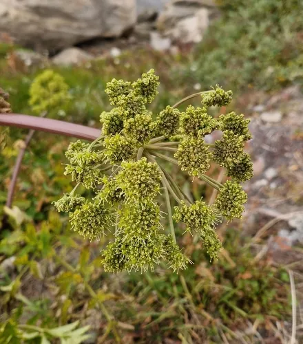 Garden angelica
