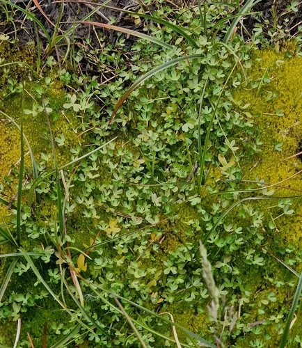 Arctic Buttercup