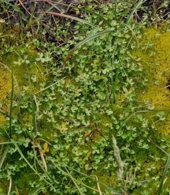 Arctic Buttercup thumbnail 1