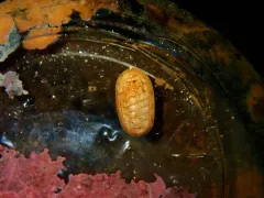 Northern White Chiton thumbnail 1