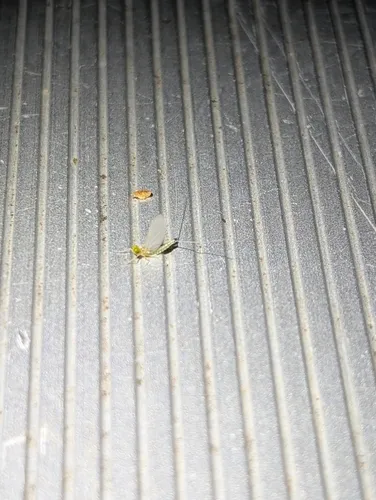 Maccaffertium terminatum