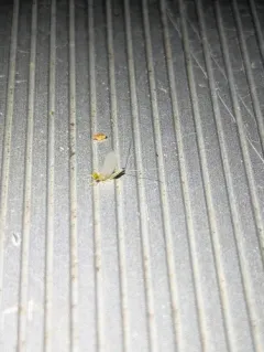 Maccaffertium terminatum thumbnail 1