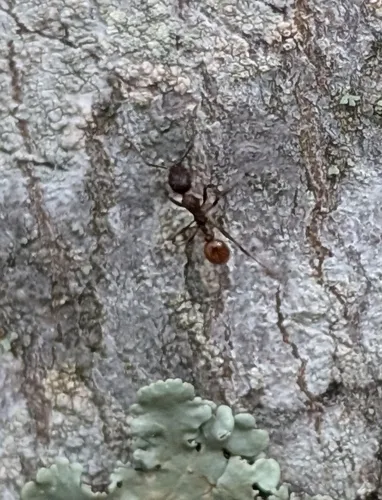 Mary's Collared Ant
