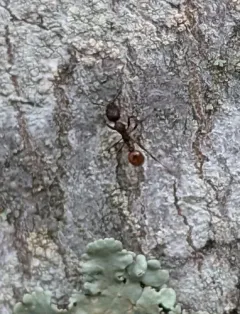 Mary's Collared Ant thumbnail 1