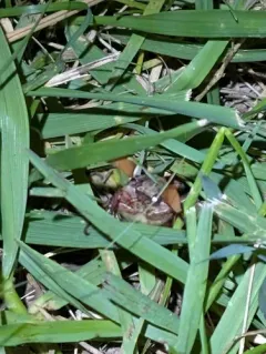 Hammond's Lined June Beetle thumbnail 2