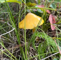 Persistent Waxcap thumbnail 2