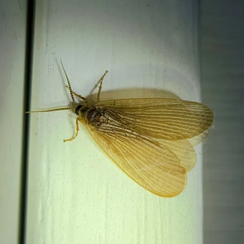 Forcepsfly