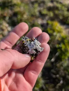 Tundra Saucer Lichen thumbnail 1