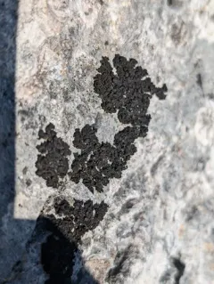Shaly Jelly Lichen thumbnail 2