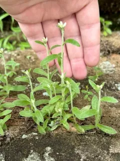 Cliff Cudweed thumbnail 3