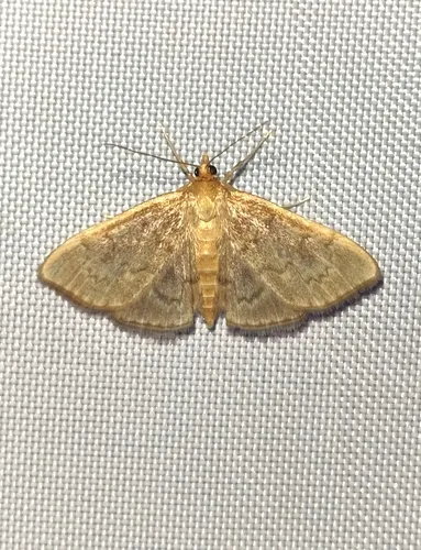 Anania extricalis