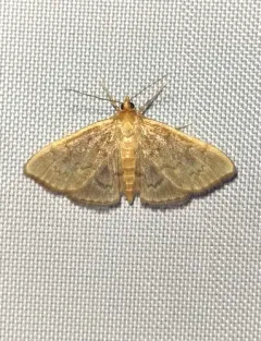 Anania extricalis thumbnail 1