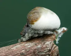 Toadlike Bolas Spider thumbnail 2