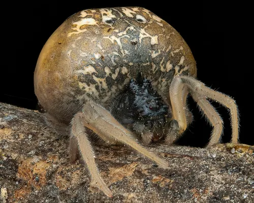 Yeargan's Bolas Spider
