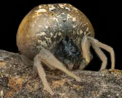 Yeargan's Bolas Spider thumbnail 1