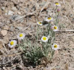 spreading fleabane thumbnail 1