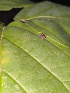 Lechriops oculatus thumbnail 2