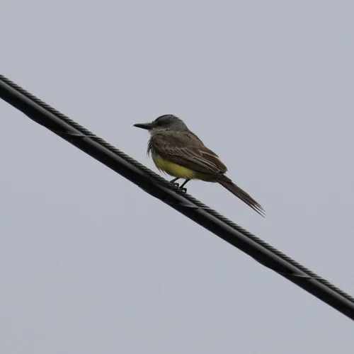 Tropical Kingbird