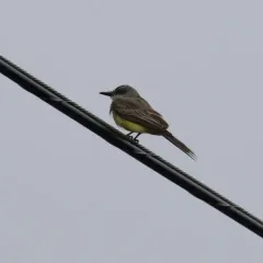 Tropical Kingbird thumbnail 1