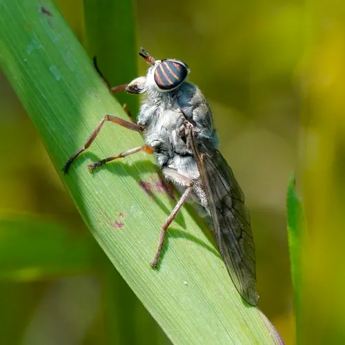 Hybomitra microcephala
