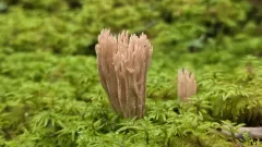 parading coral thumbnail 1